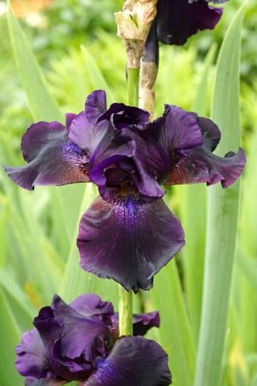 Superstition Black Bearded German Iris - Top Size Root